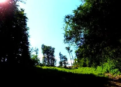căprioare