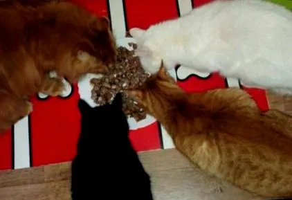 котешки