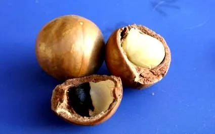 macadamia