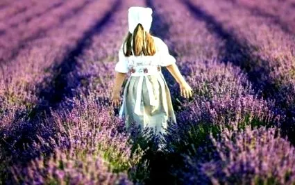 lavanda lavanda