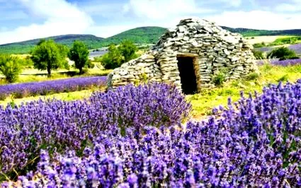 acestea lavanda