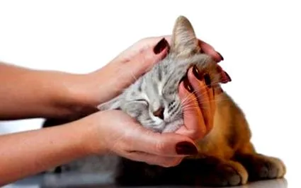pisicilor felinelor