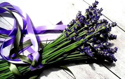 lavanda lavanda