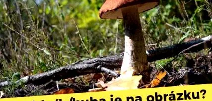 testa testa