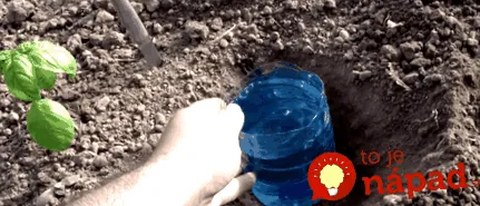 aceste oricine