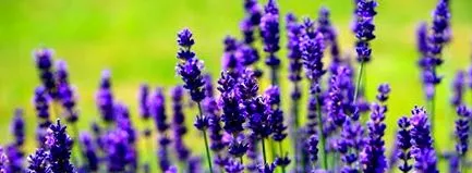 lavanda utilizare