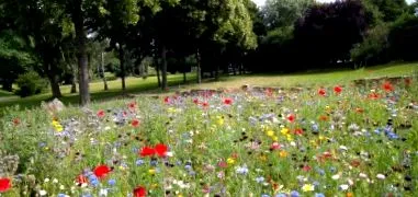 hectare și-a