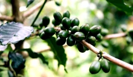 cafeaua cafeaua