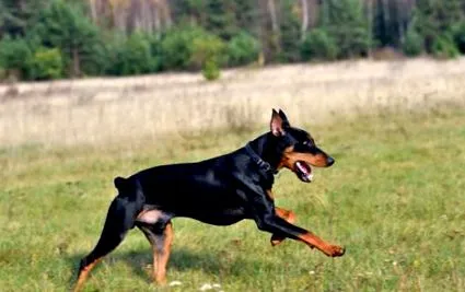 german