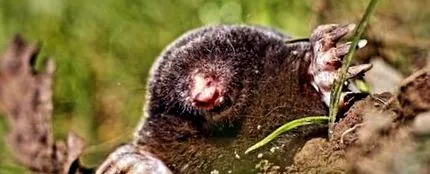 scapi