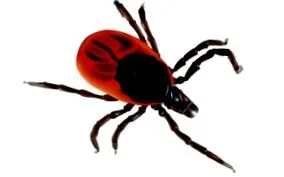 transmisibile boli