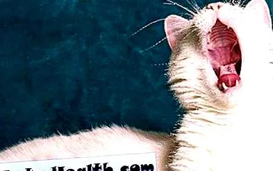 котки вашата
