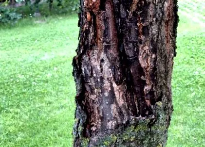 pomilor fructiferi