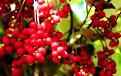 schizandra
