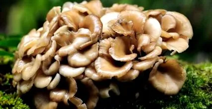medicinale ciuperci