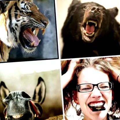 carnivorelor