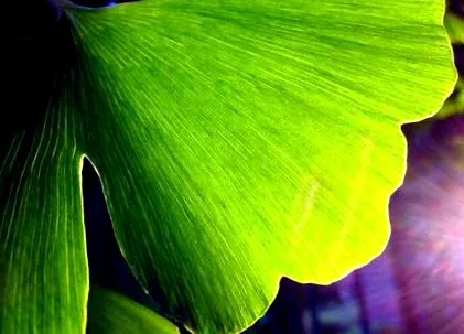 ginkgo biloba ginkgo