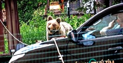 împușcat soarta