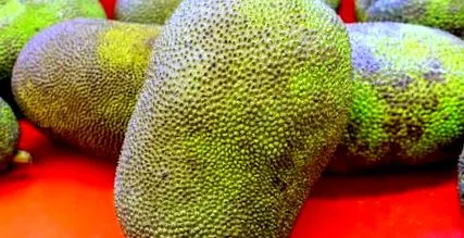 jackfruit fructe
