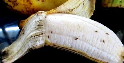 deranjant