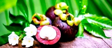 mangostan