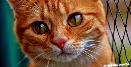 котки