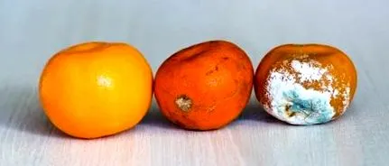 fructe