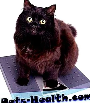 csinálok