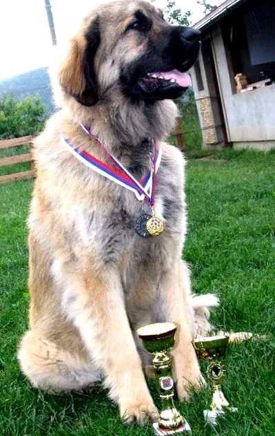 maxilev