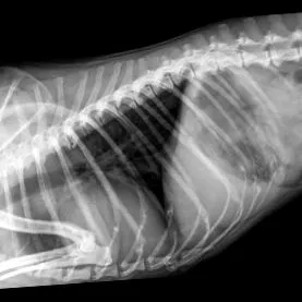 coloanei vertebrale câini