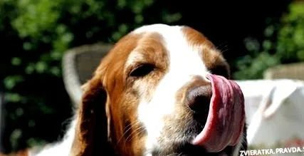 heartworm heartworm