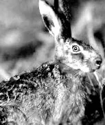 pericol tularemia