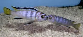 dwarf