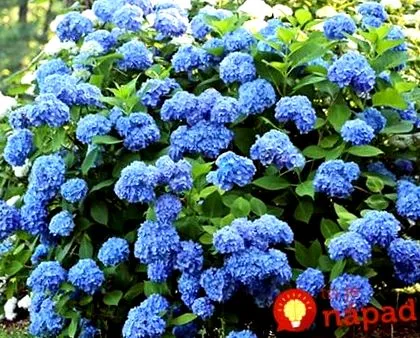 lanterne hortensii