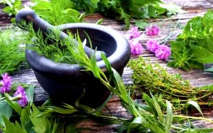planta