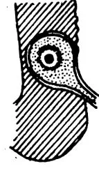 lépés