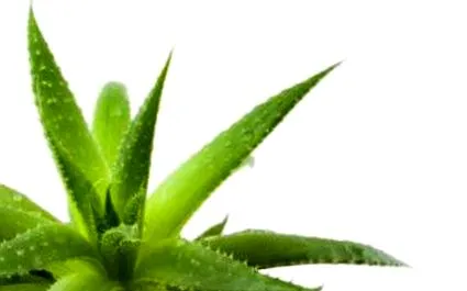 aloe