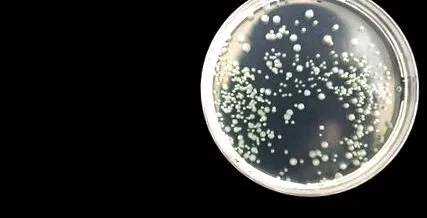 amoebae