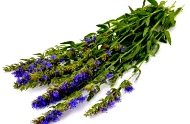 isop officinalis