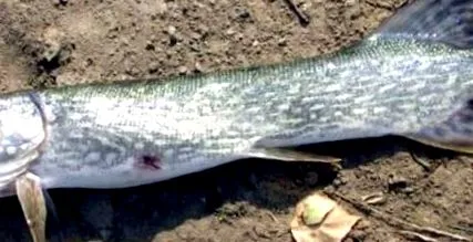 barbarul salvare