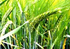 харчування ХАРЧУВАННЯ СТАТТІ