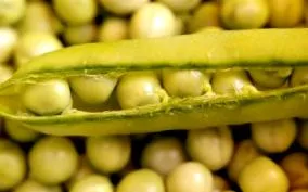congelate verde