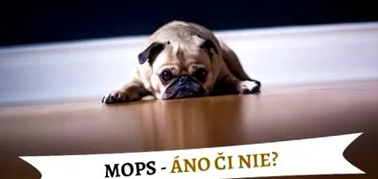 мопс