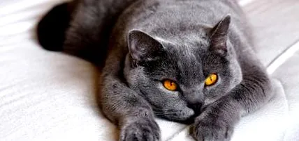 котка