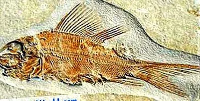 mezozoic mezozoic