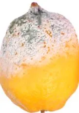 alergie