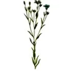 linum сияен