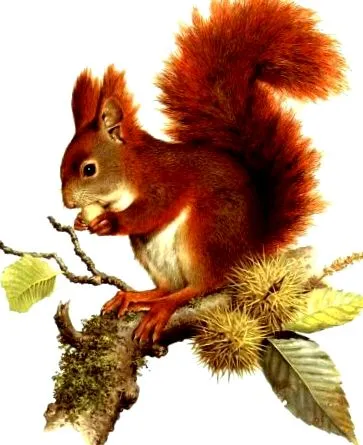 drumeție animale