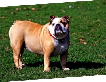 Bulldogul englez
