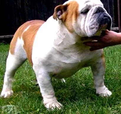 rase bulldog